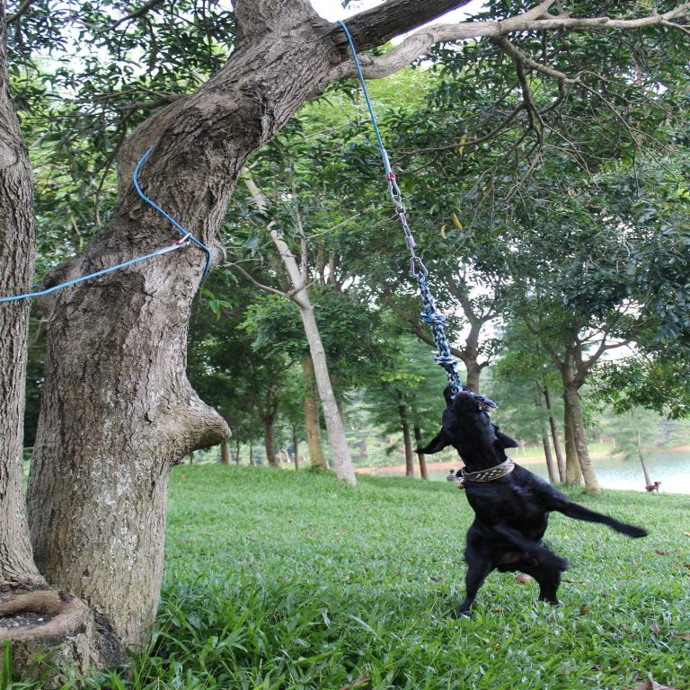 pitbull tug rope